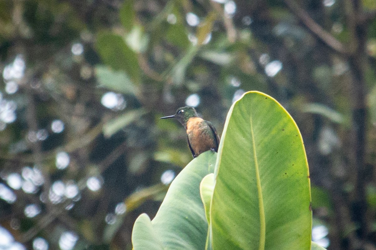 kolibřík oranžovohrdlý - ML522355661