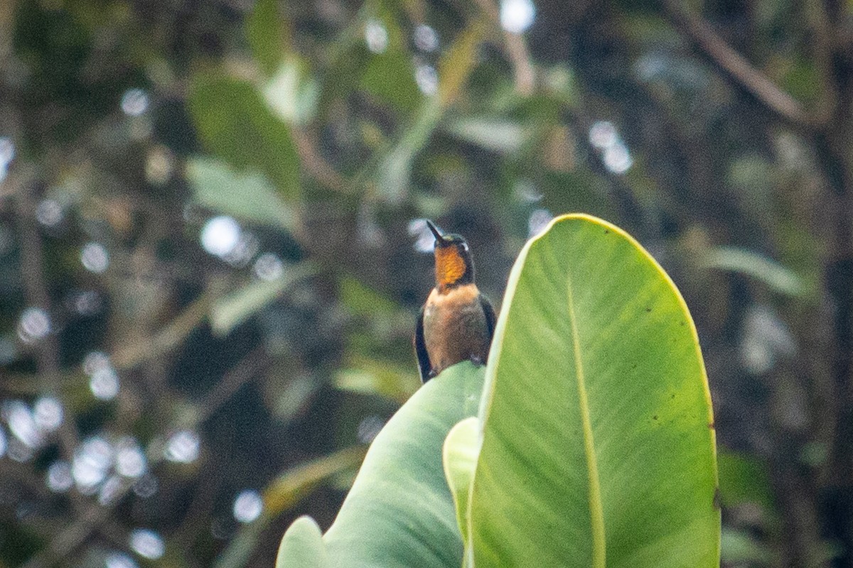kolibřík oranžovohrdlý - ML522355671