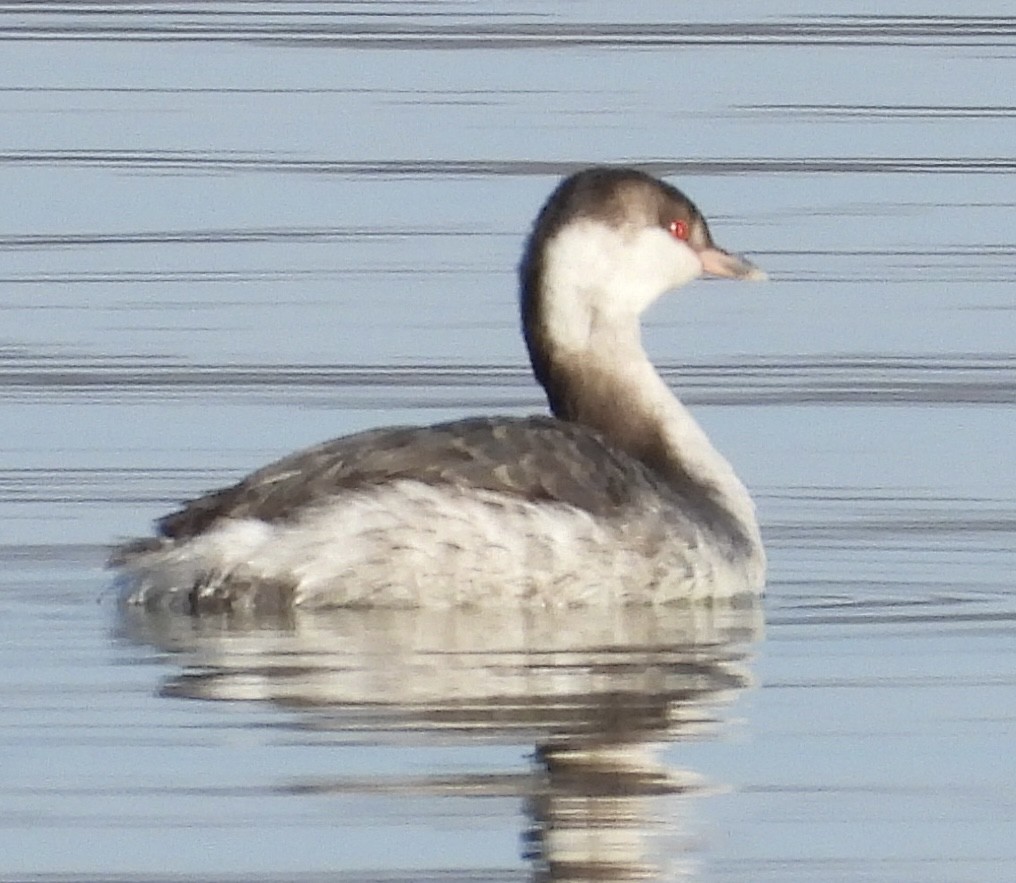 Horned Grebe - Susan Purvis
