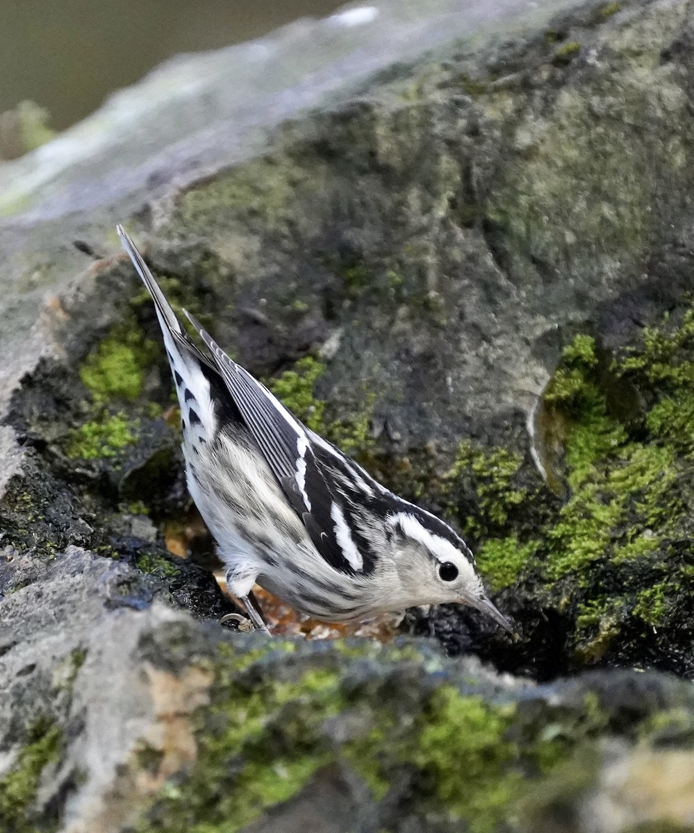 Black-and-white Warbler - ML522359721