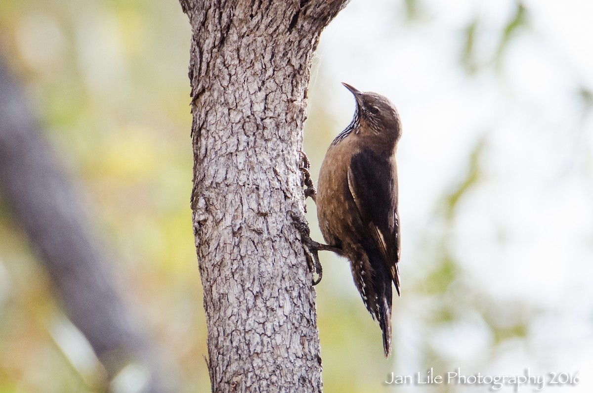 Black-tailed Treecreeper - Jan Lile