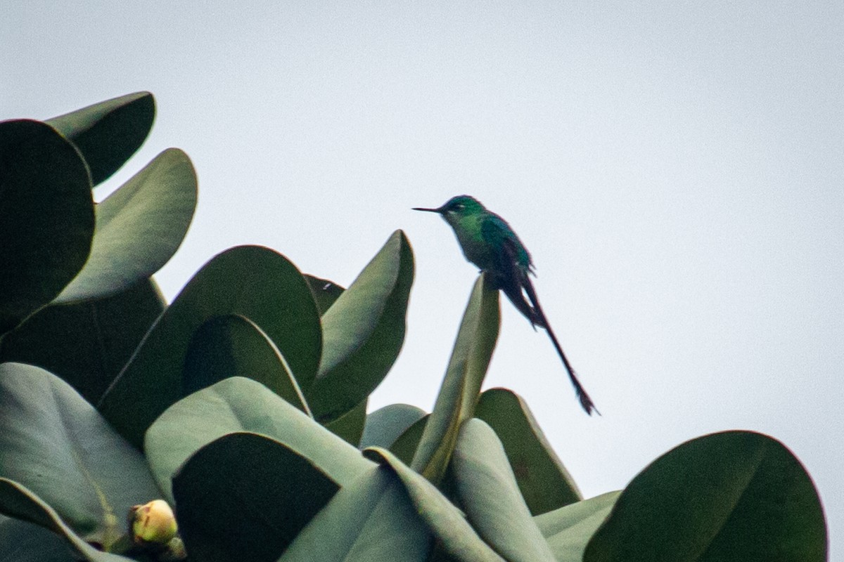 Long-tailed Sylph - ML522361231