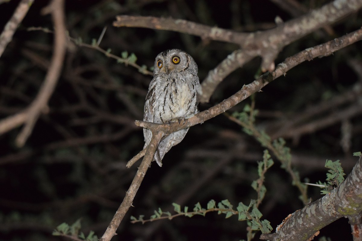 African Scops-Owl (African) - Ryne Rutherford