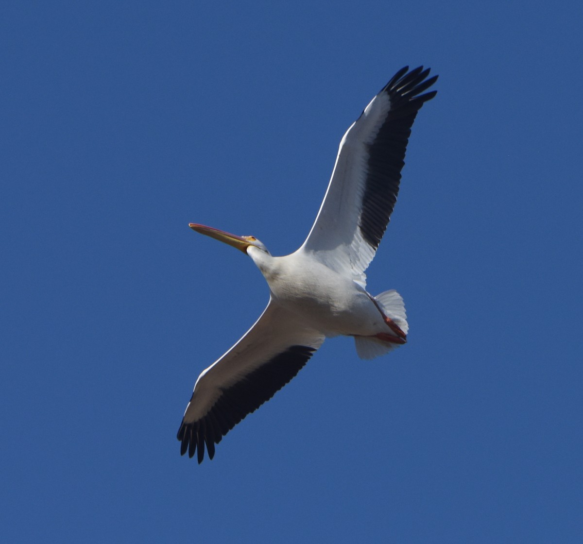 American White Pelican - ML522363031