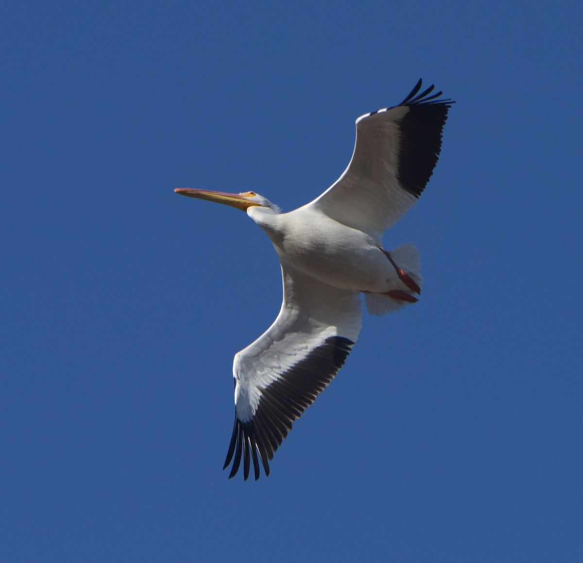 American White Pelican - ML522363091
