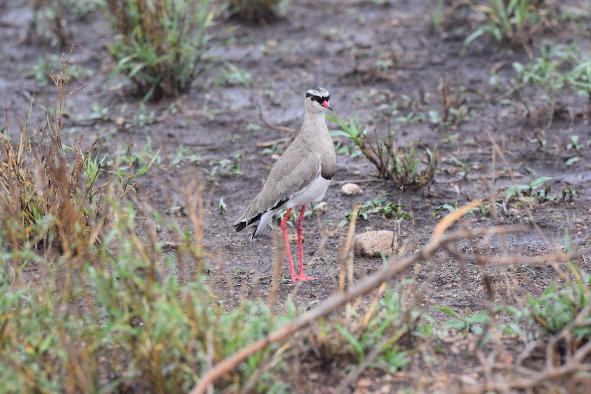 Crowned Lapwing - ML52236471