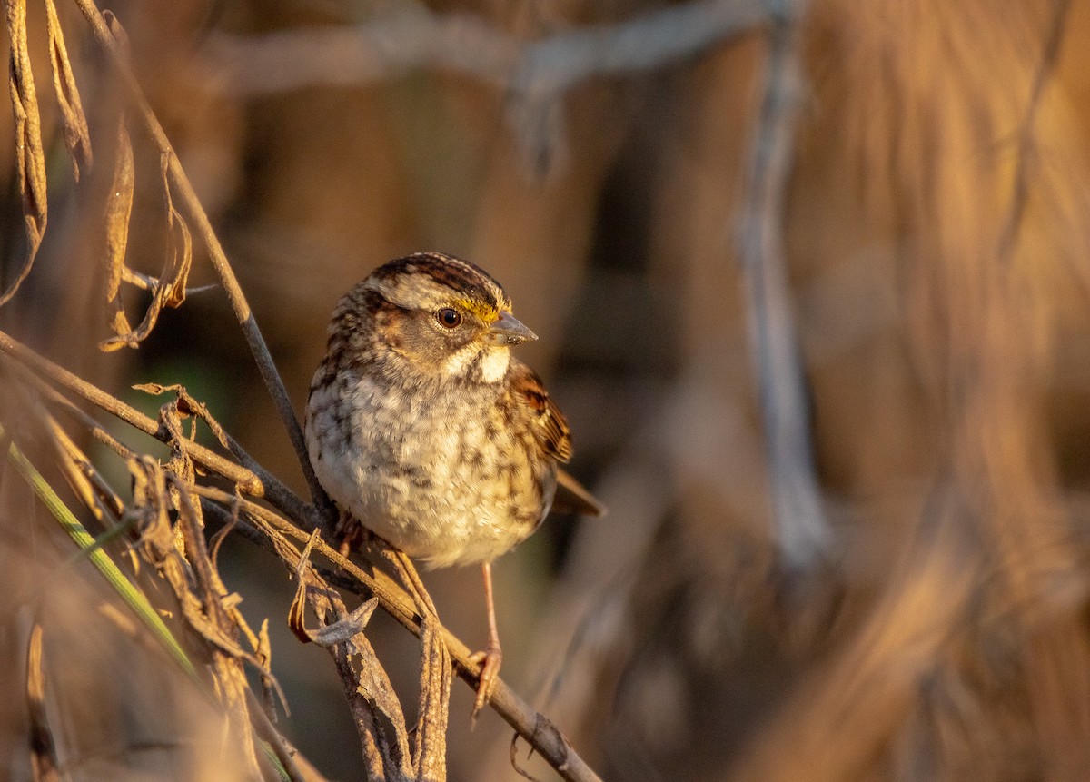 White-throated Sparrow - ML522366721