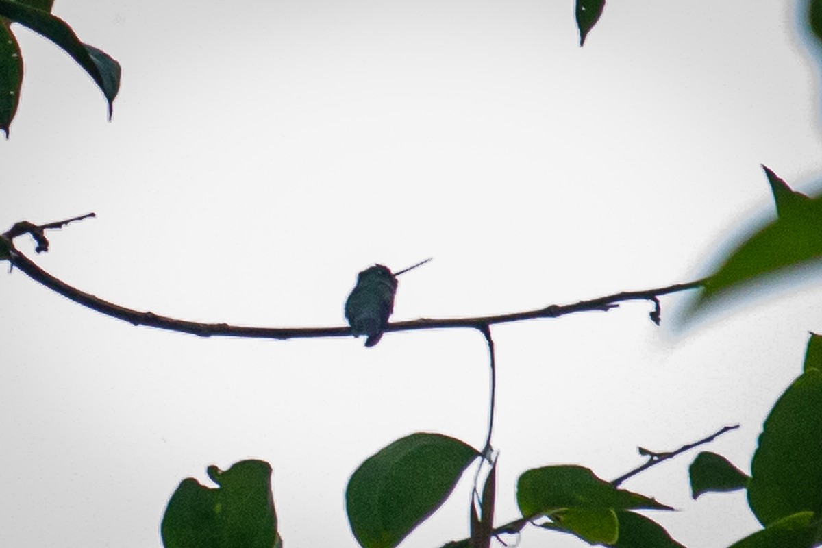 kolibřík zelenočelý - ML522367541