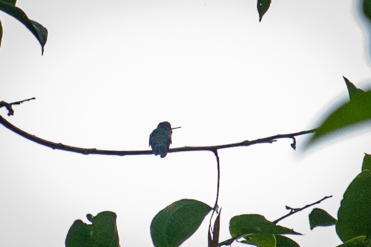 kolibřík zelenočelý - ML522367551