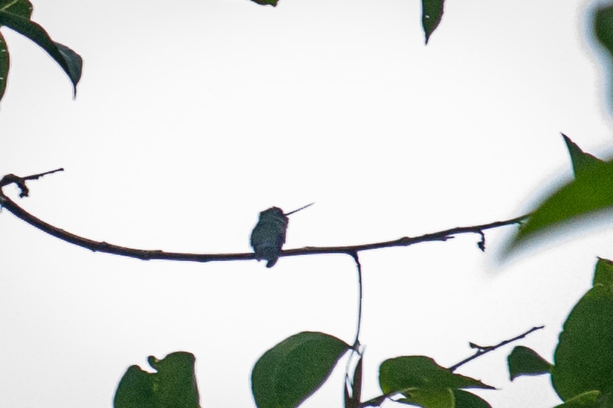 kolibřík zelenočelý - ML522367561