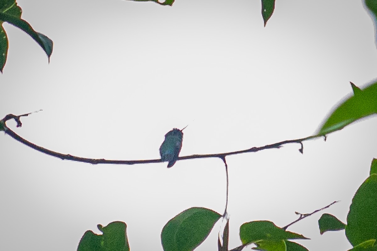 kolibřík zelenočelý - ML522367571