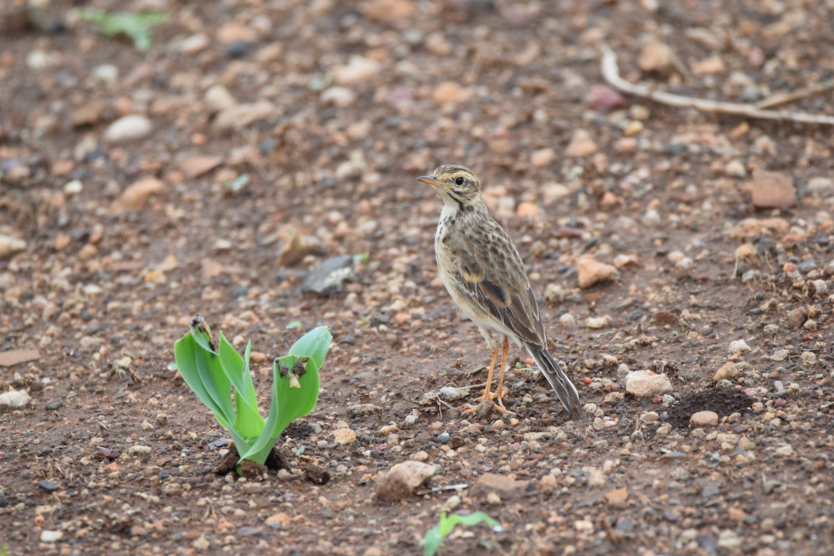 African Pipit (African) - Ryne Rutherford