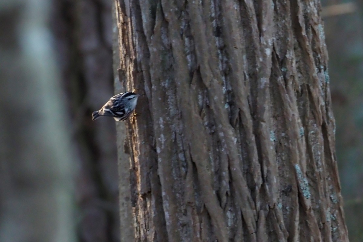 eBird Checklist 7 Jan 2023 Stumpy Lake Pier 17 species