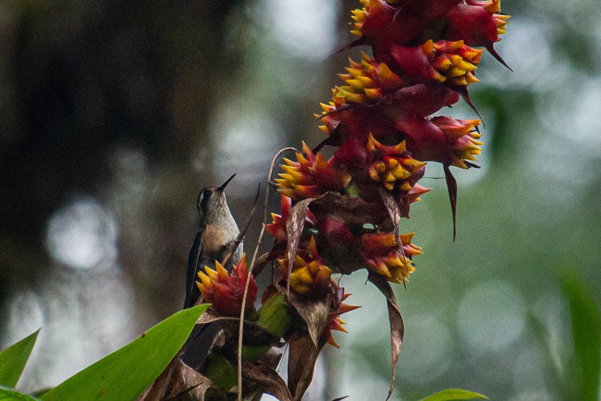 Speckled Hummingbird - Francisco Russo