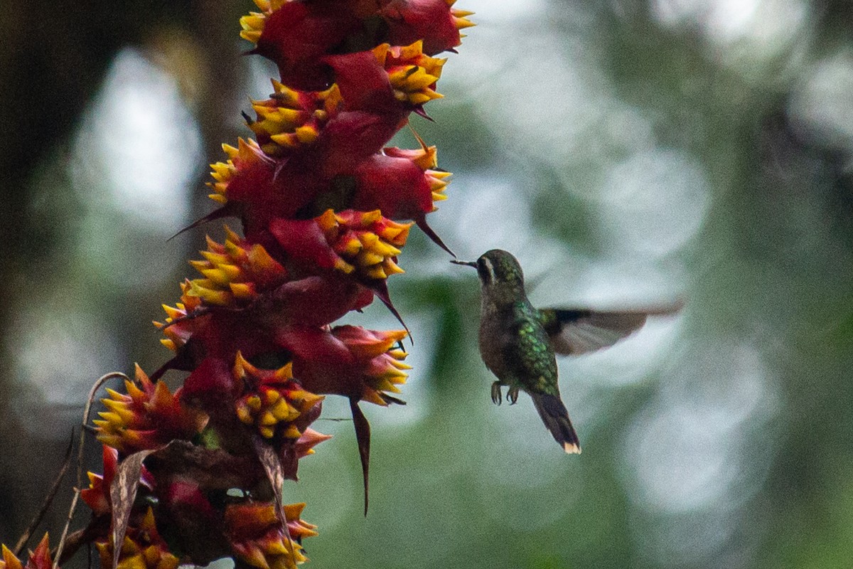 Speckled Hummingbird - ML522371371