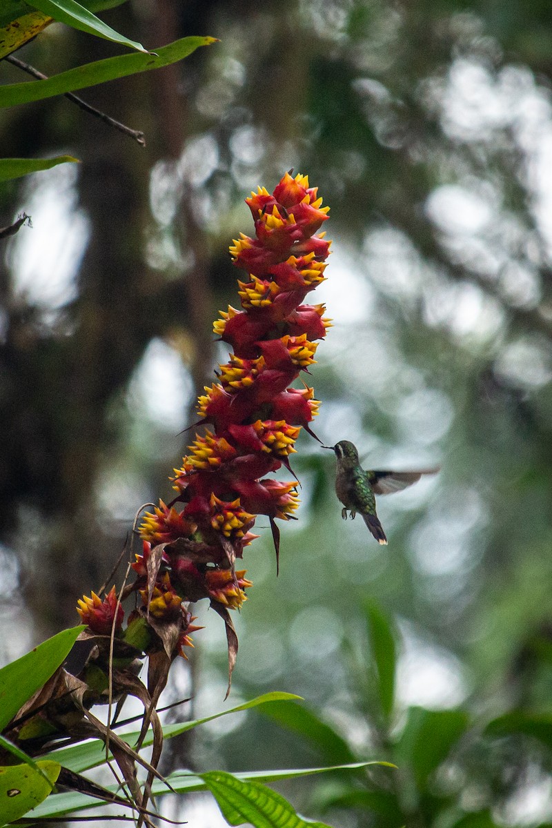 Speckled Hummingbird - ML522371381