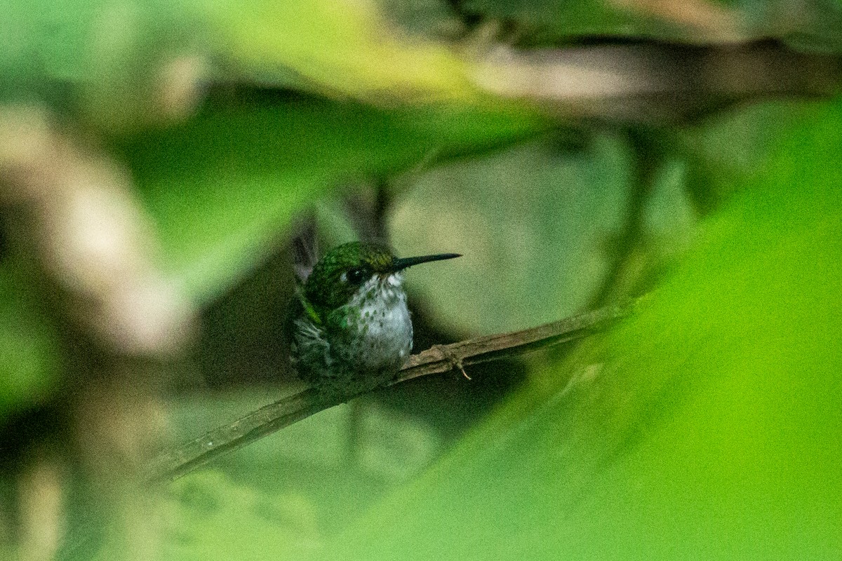 White-booted Racket-tail - ML522373851