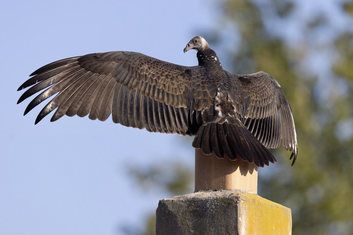 Turkey Vulture - ML522381351