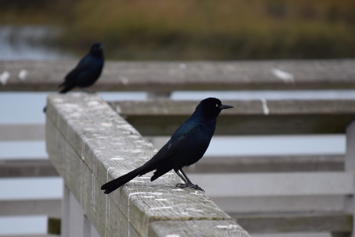 Boat-tailed Grackle - ML522381821