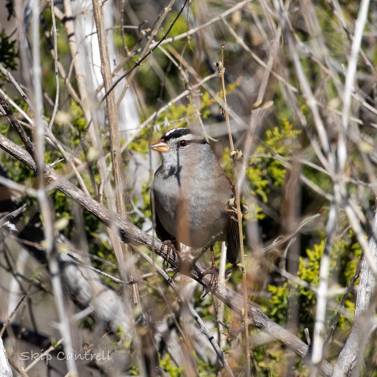 White-crowned Sparrow - ML522385121