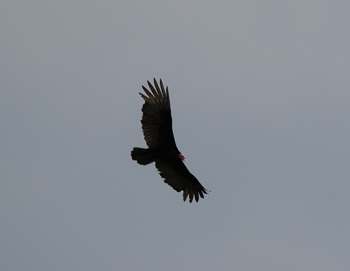 Turkey Vulture (Tropical) - ML522390361