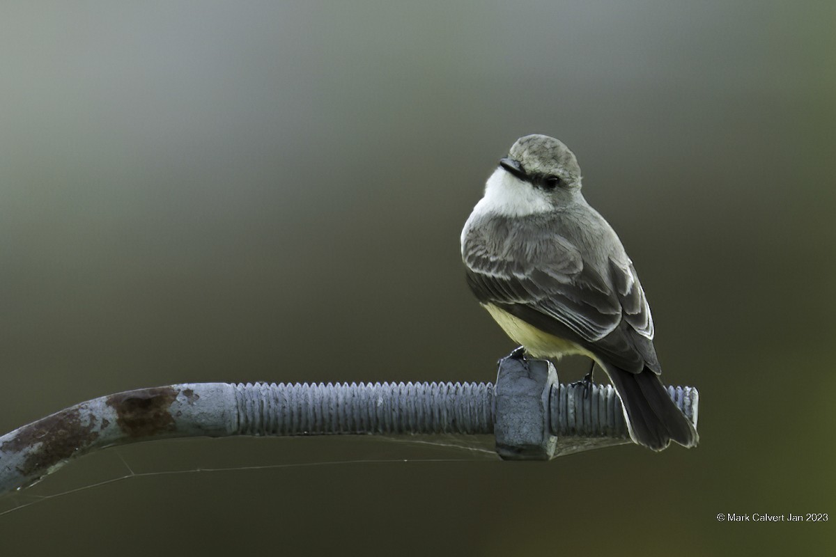 eBird Checklist 9 Jan 2023 25002598 Atlantic Sugar Mill
