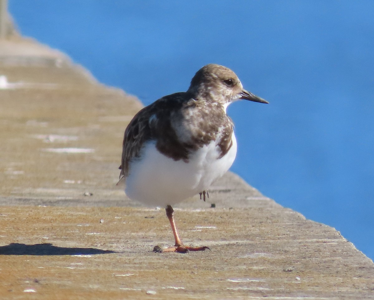 eBird Checklist 9 Jan 2023 Pahokee Marina (Lake Okeechobee) 18