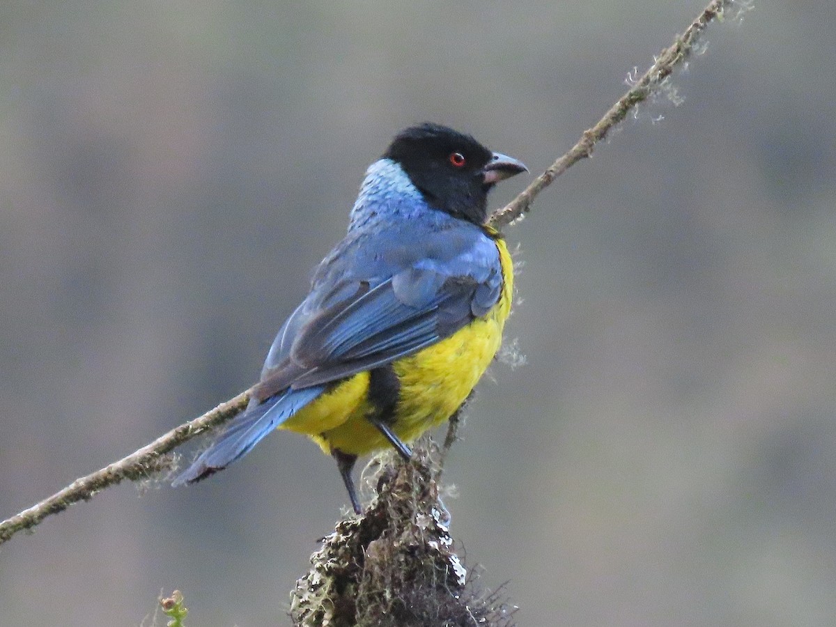 Hooded Mountain Tanager - ML522411151