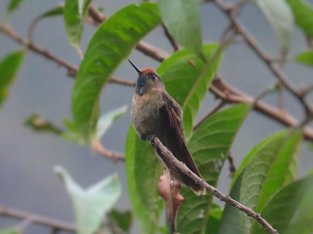 kolibřík rezavokorunkatý - ML522411361