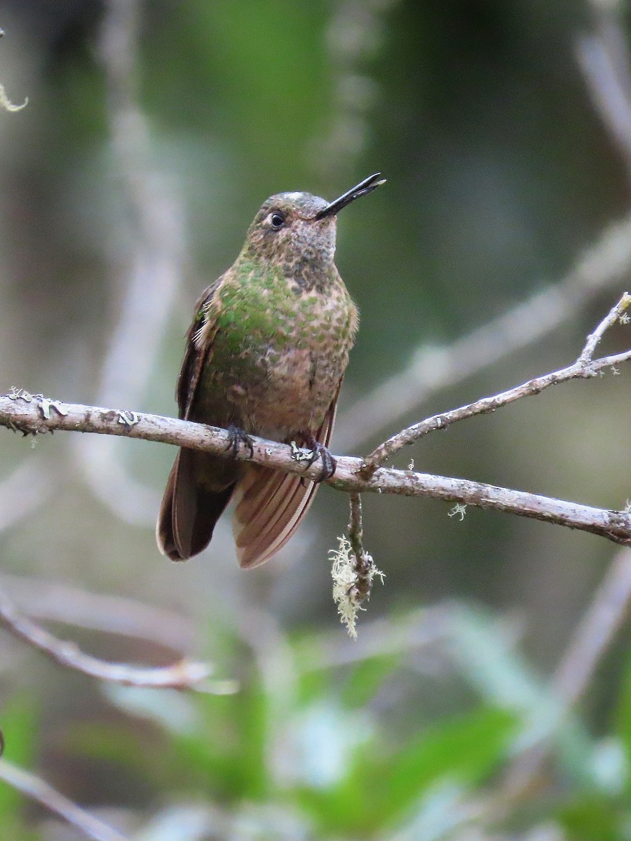 kolibřík šupinkatý - ML522413871