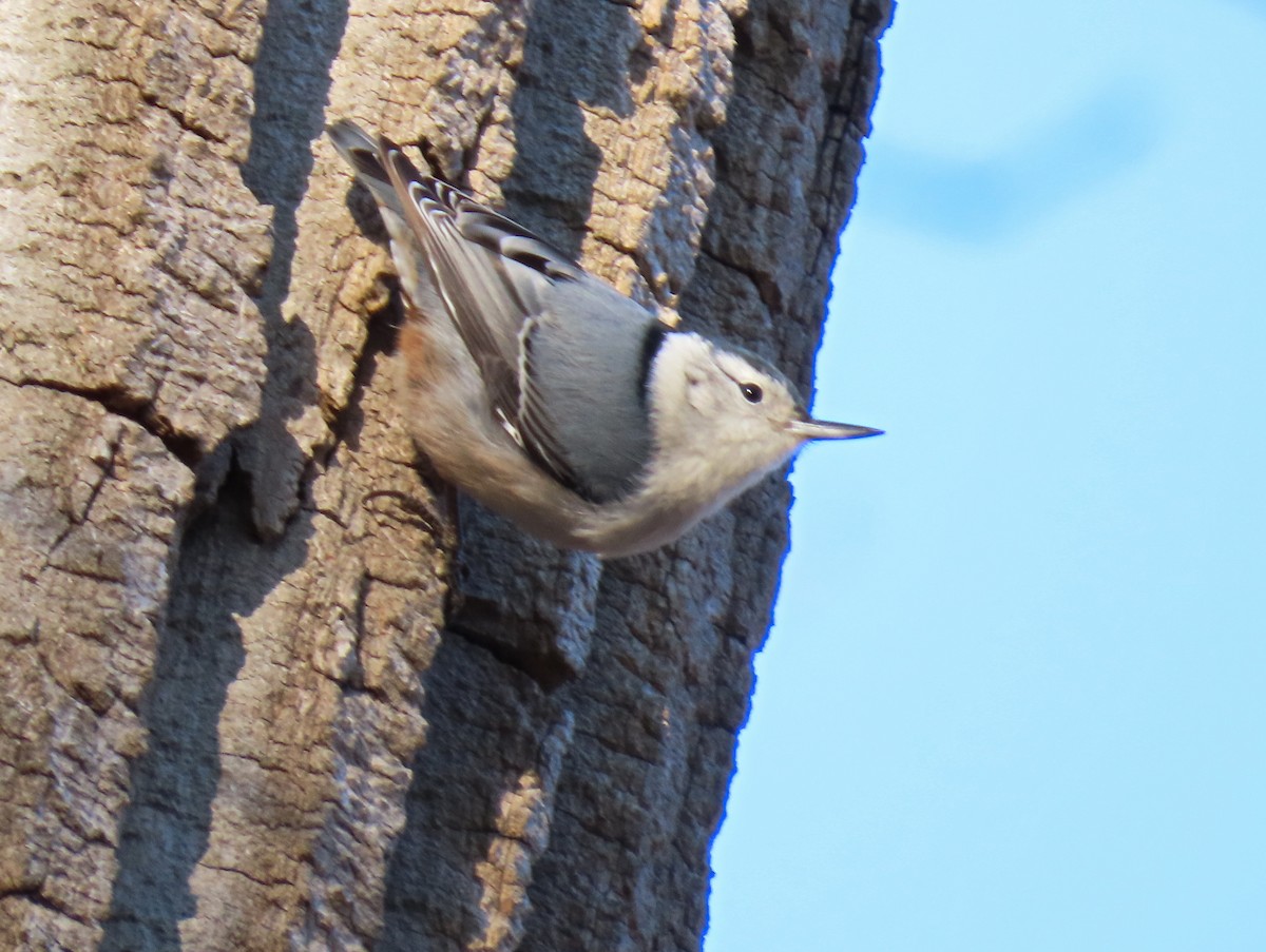 White-breasted Nuthatch (Eastern) - ML522414091
