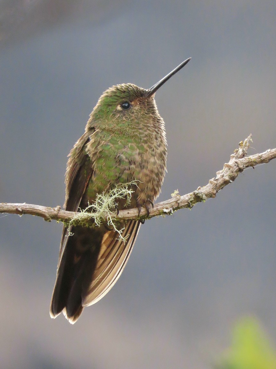 Scaled Metaltail - ML522416661