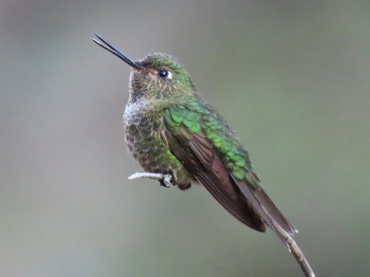 Scaled Metaltail - ML522416761