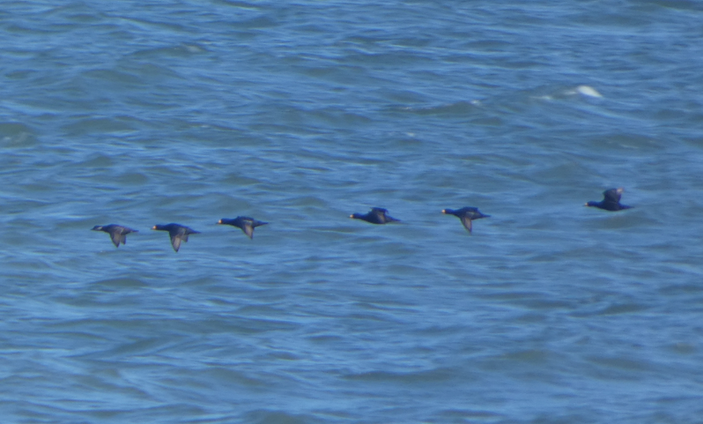 Ebird Checklist Jan Cape Henlopen Sp Herring Point Species