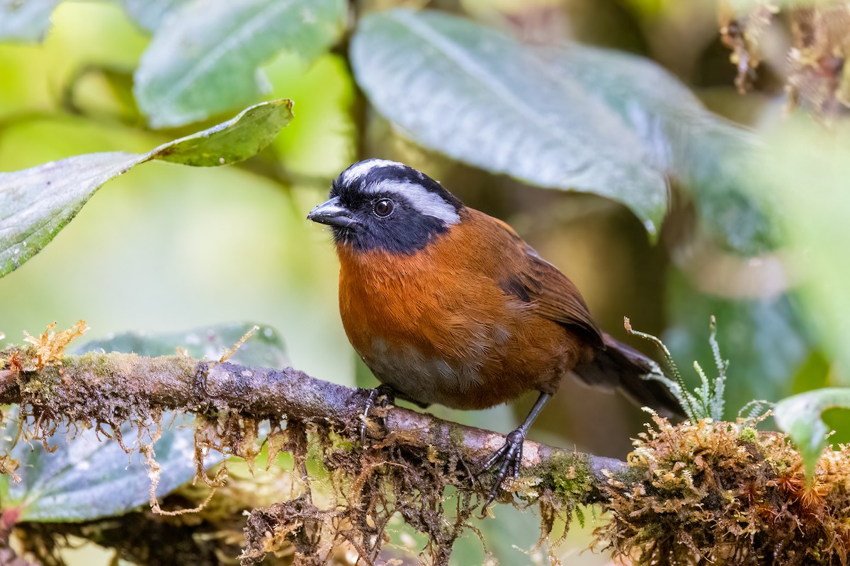 Tanager Finch - Charlie Bostwick