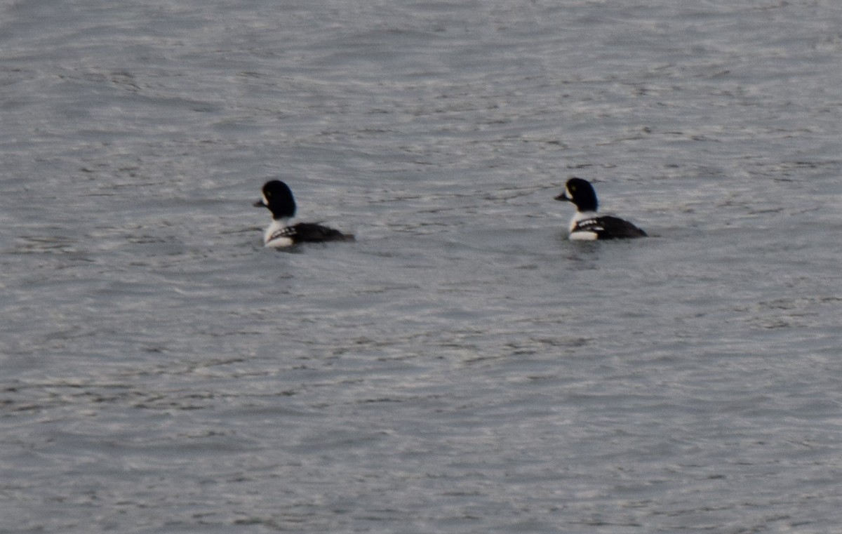 eBird Checklist - 17 Mar 2017 - Seattle-Bremerton Ferry (King Co.) - 19 ...