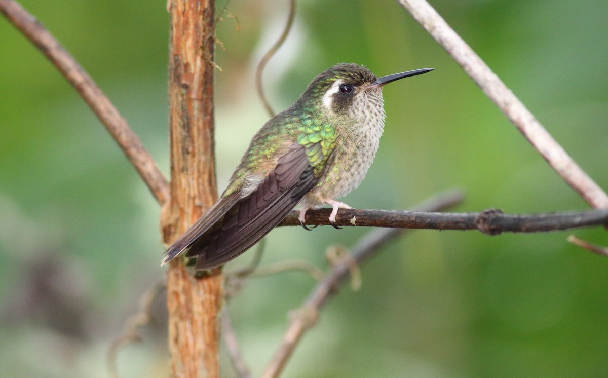 Speckled Hummingbird - Rick Folkening