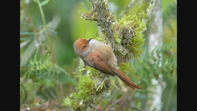 Red-faced Spinetail - ML522423371
