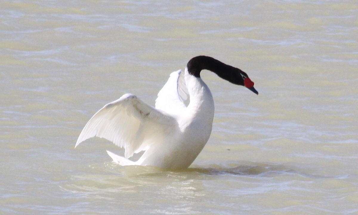 Black-necked Swan - ML522424341