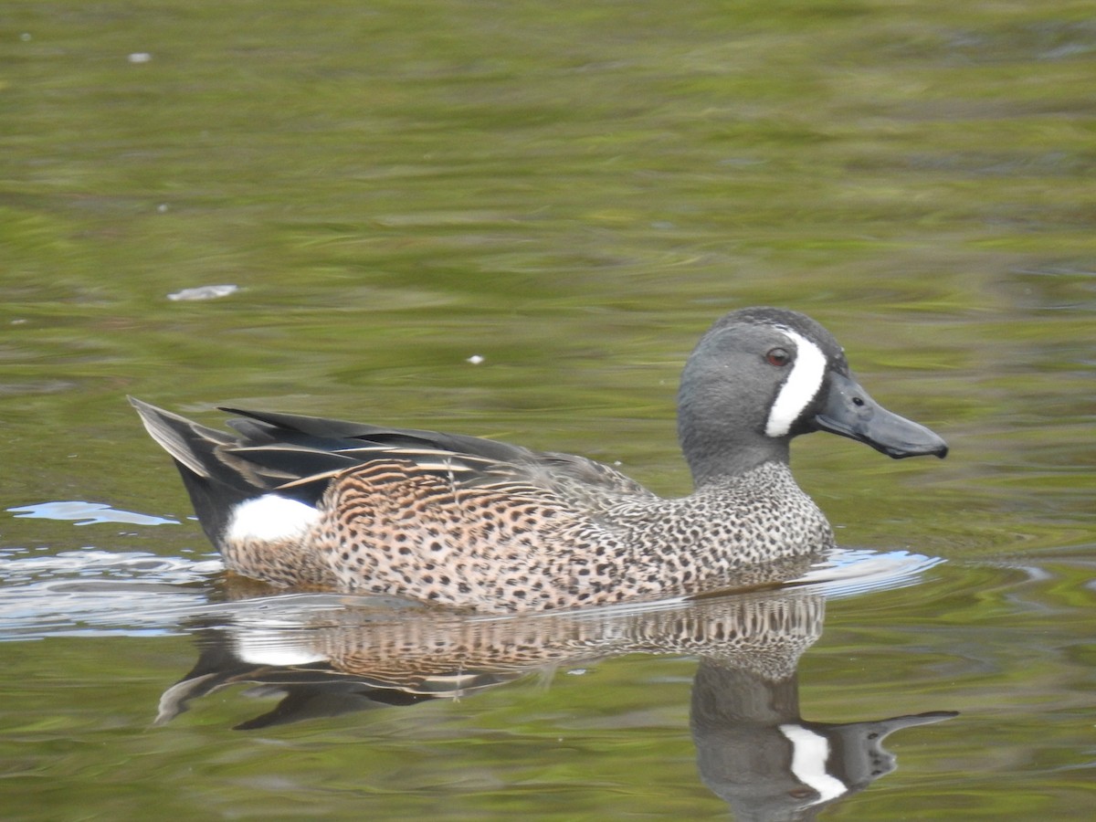 Blue-winged Teal - ML522430311