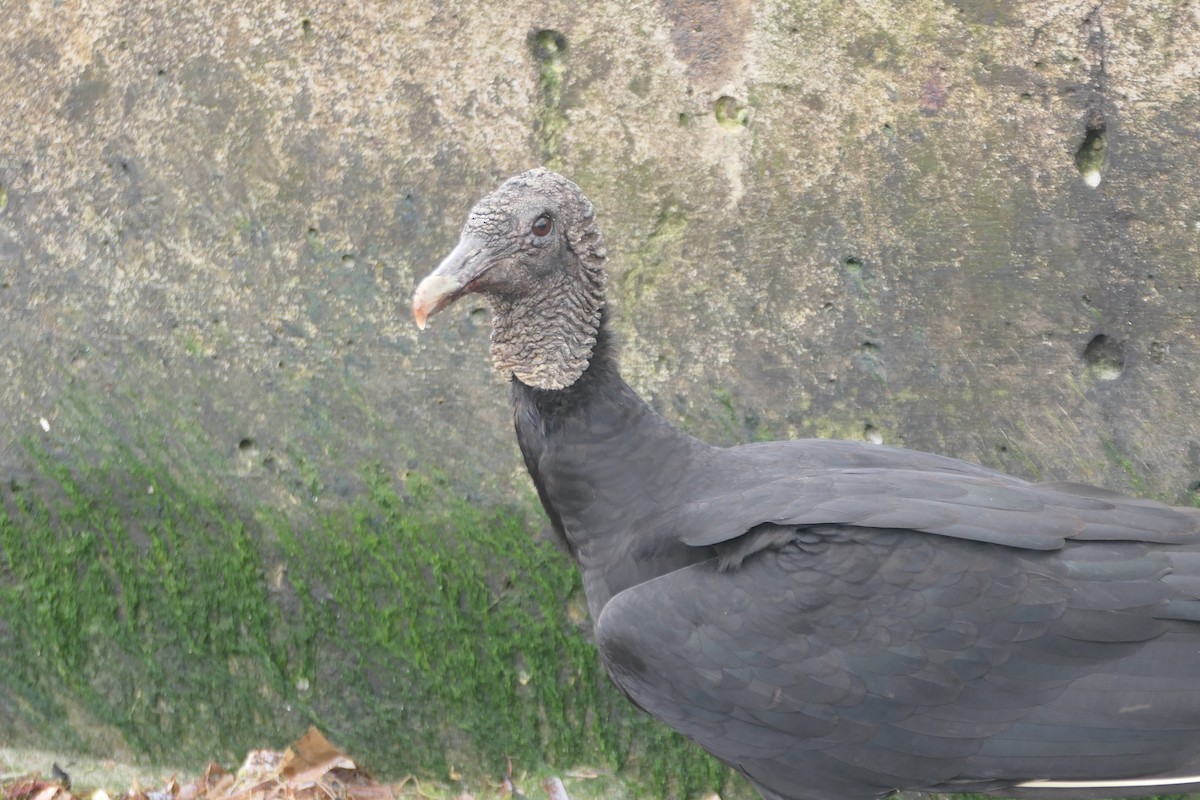 Black Vulture - ML522431301