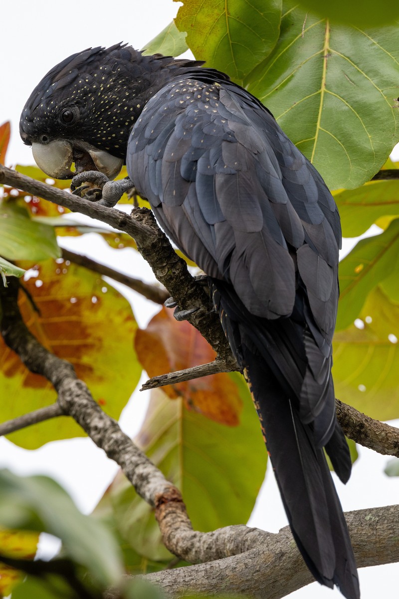 Red-tailed Black-Cockatoo - ML522434411