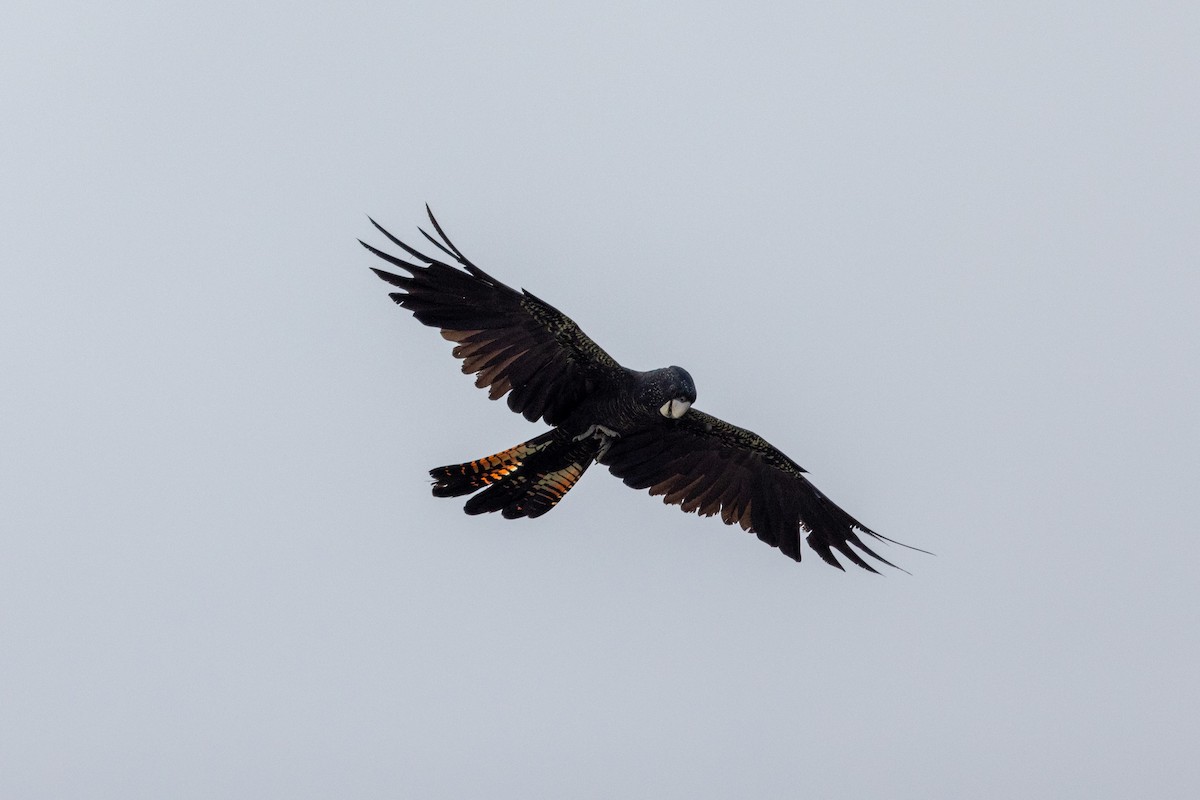 Red-tailed Black-Cockatoo - ML522434421