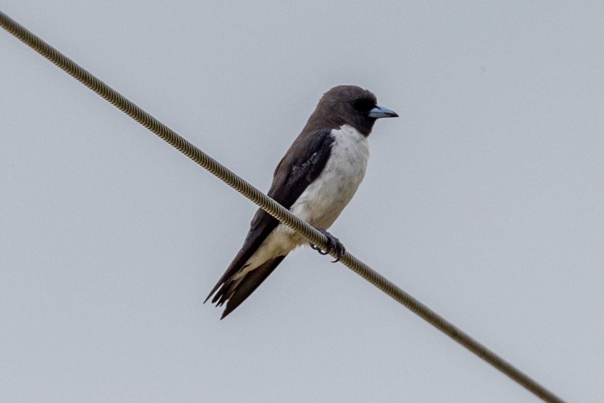 White-breasted Woodswallow - ML522434801