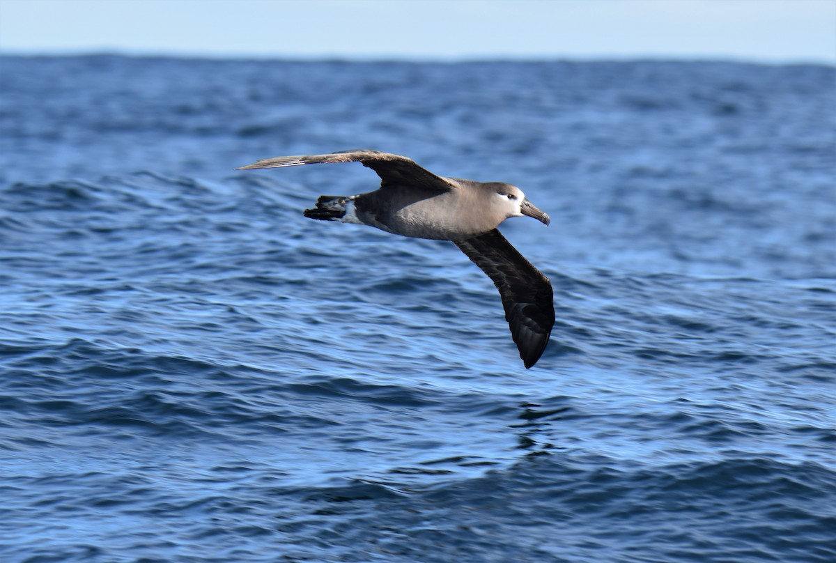 Black-footed Albatross - Ken Milender