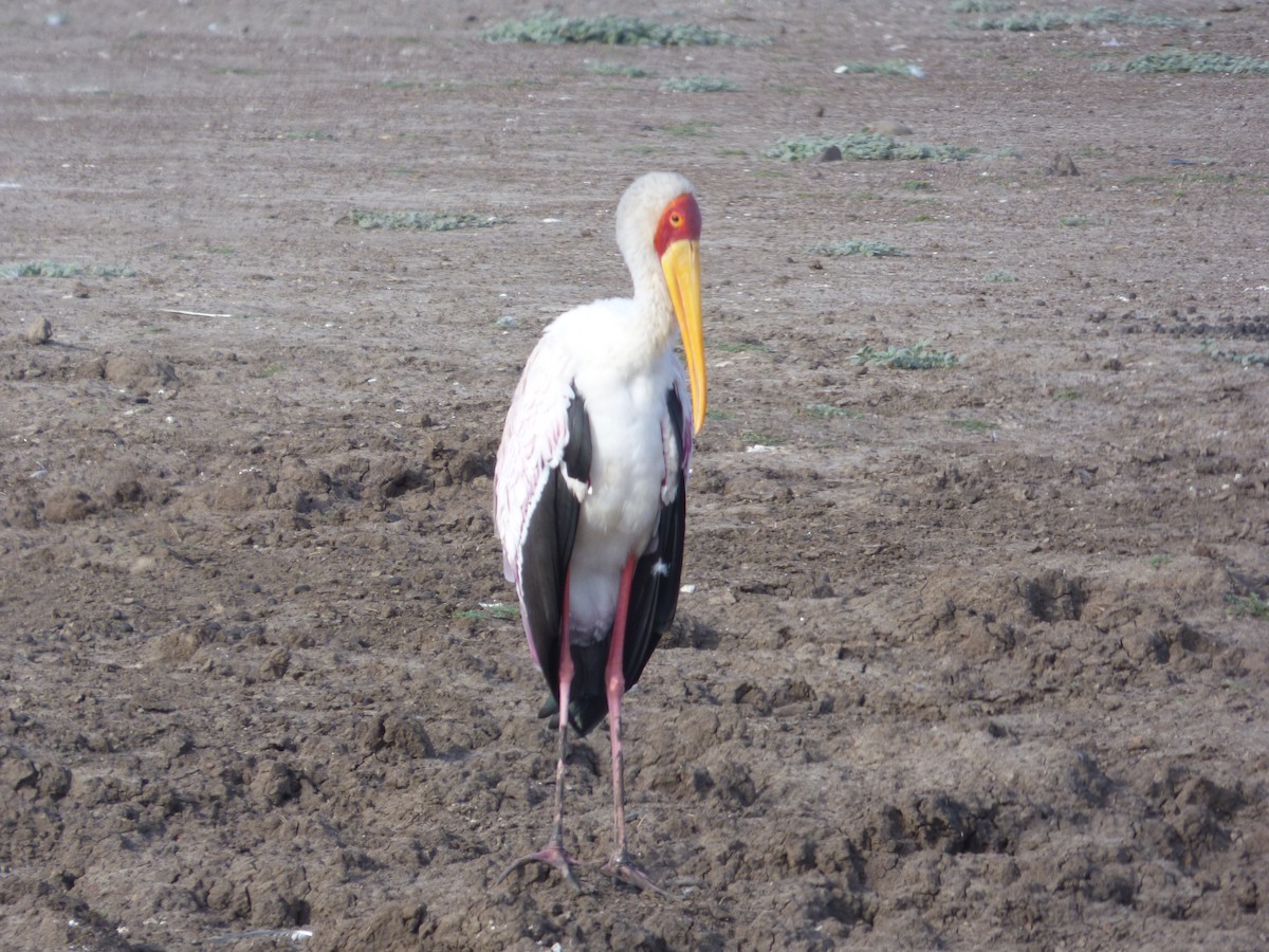 Yellow-billed Stork - ML52243731