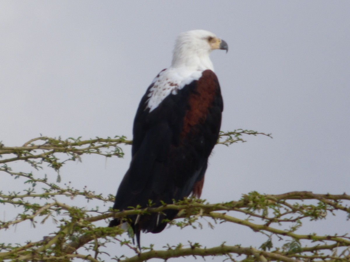 African Fish-Eagle - ML52243791