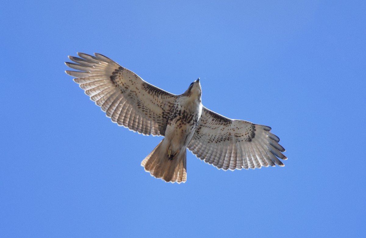 Red-tailed Hawk - ML522438191