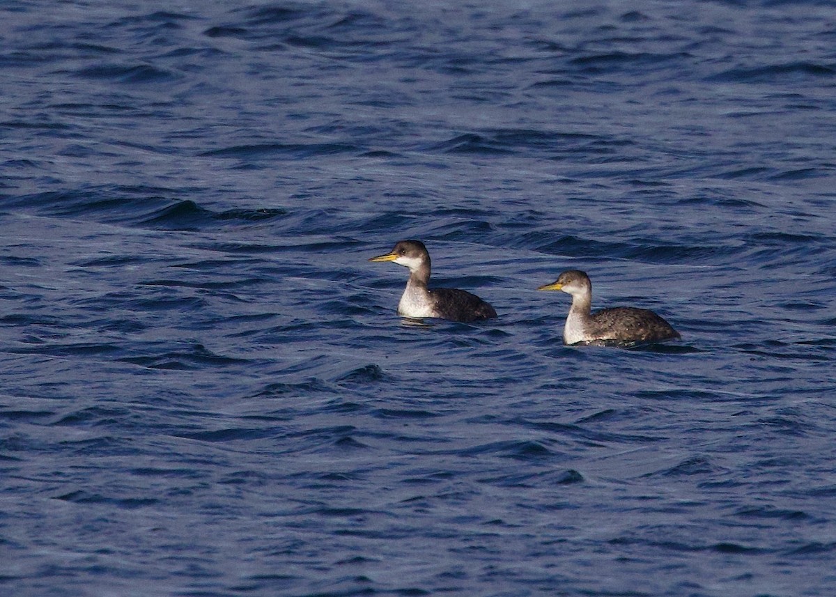 Red-necked Grebe - ML522442061