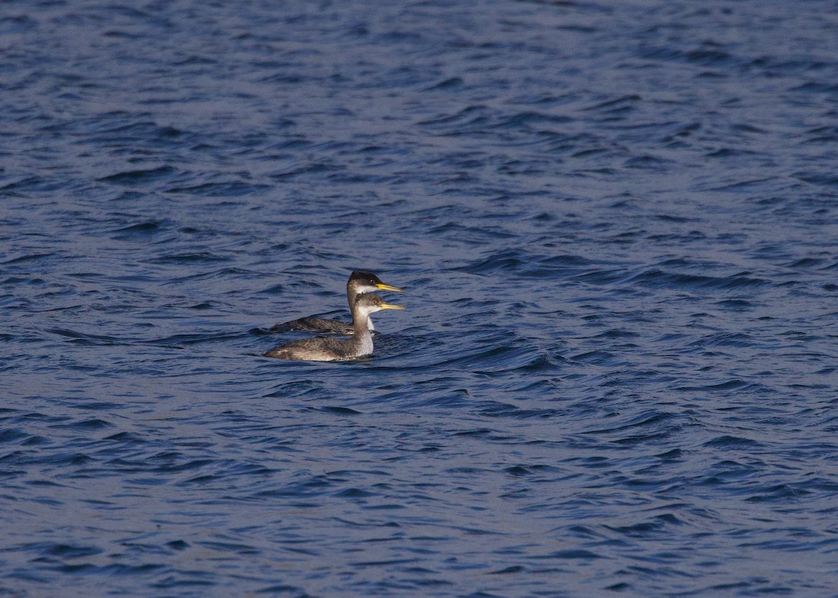 Red-necked Grebe - ML522442091